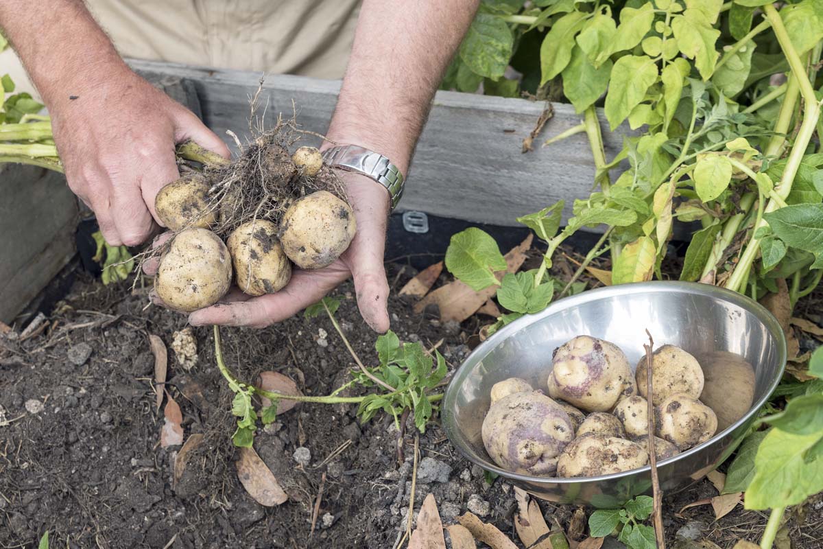 A pair of human hands holds freshly dug potatoes from a raised bed. A stainless-steel bowl to the right holds more harvested spuds.