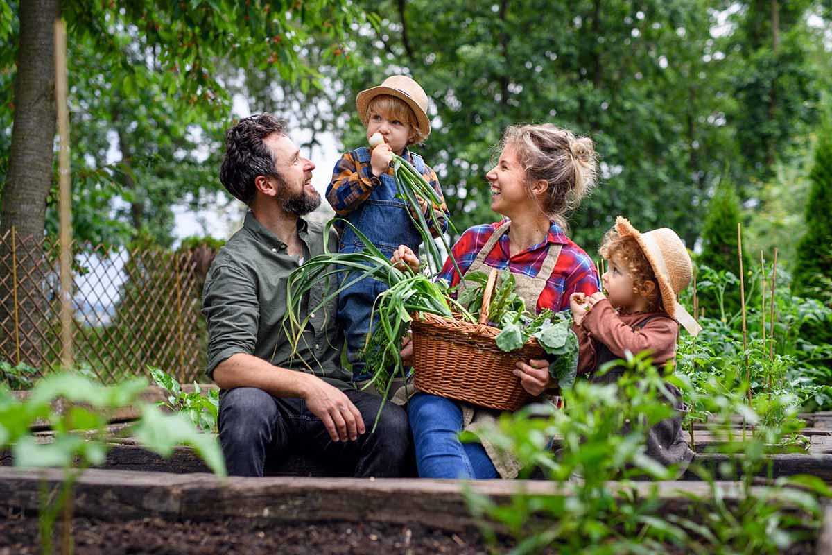 A horizontal image of a family harvesting vegetables from a square foot raised bed garden.