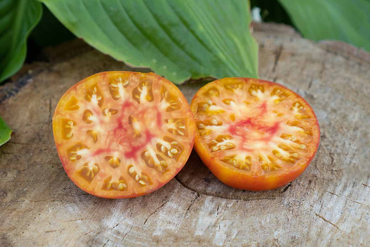 A close up horizontal image of a 'Hawaiian Pineapple' tomato sliced in half set on a wooden surface.