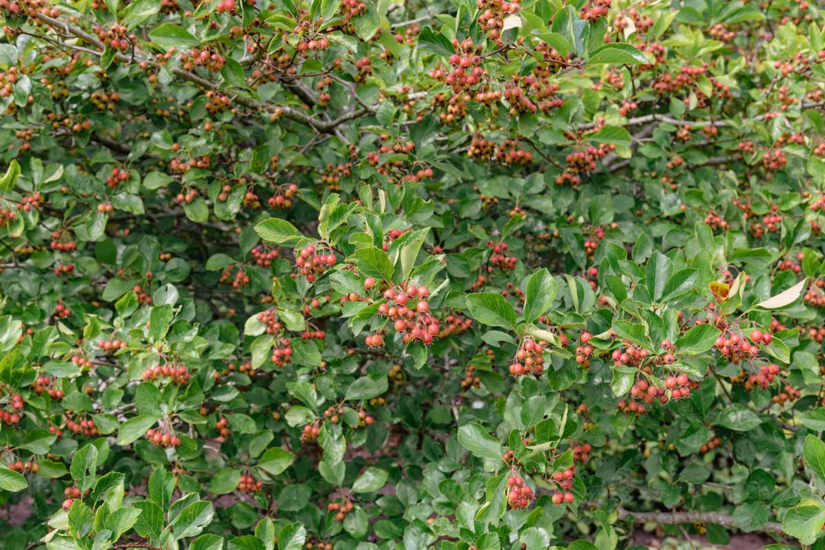 A close up horizontal image of a hawthorn (Crataegus) covered in red berries (haws) in the fall garden.