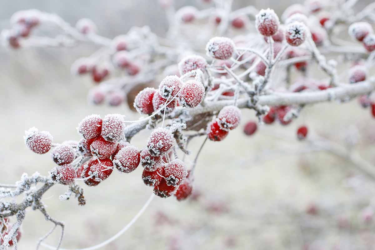 A close up horizontal image of hawthorn berries covered in a light dusting of frost.
