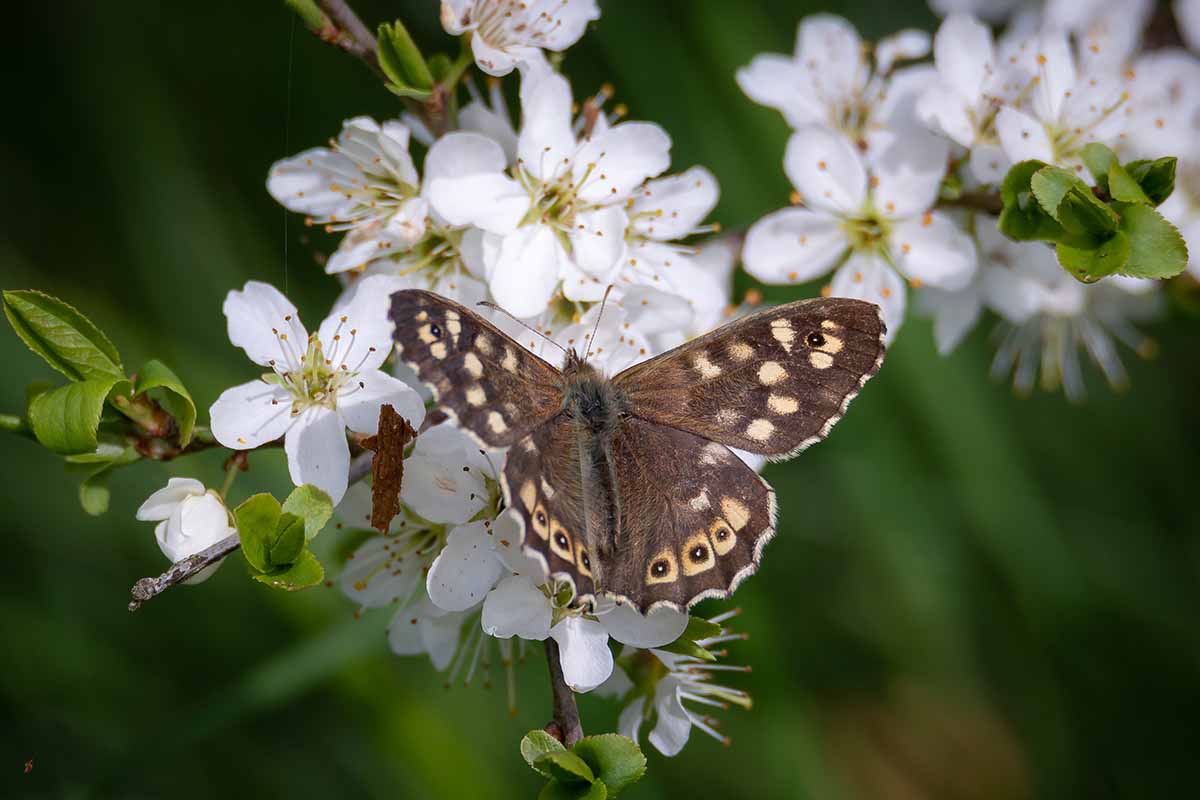 A close up horizontal image of a speckled wood butterfly feeding on hawthorn blossoms.