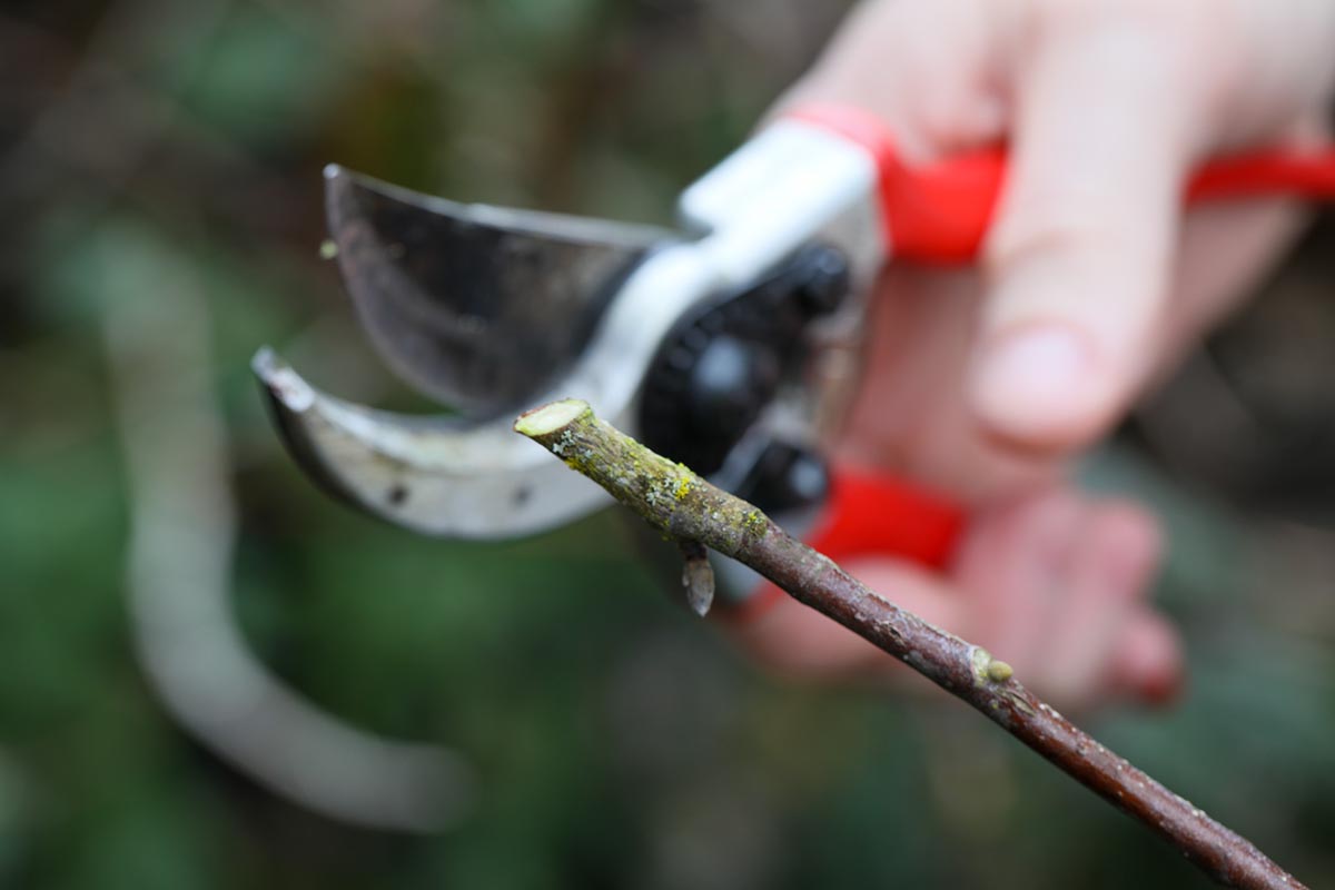A close up horizontal image of a stem cutting taken from a hawthorn tree pictured on a soft focus background.
