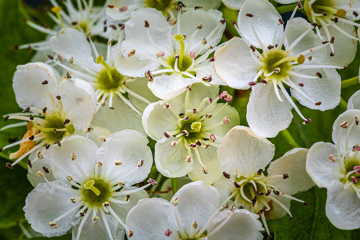 A close up horizontal image of white hawthorn flowers growing in the spring garden.