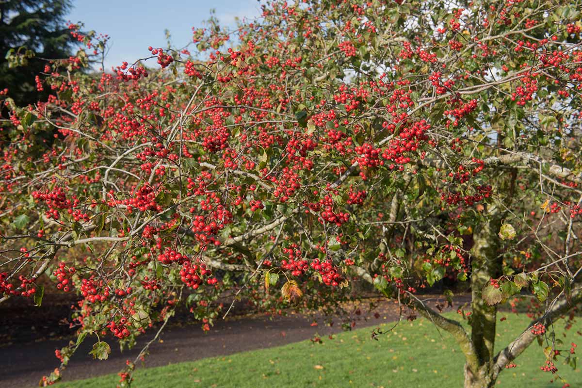 A horizontal image of the autumnal leaves and bright red berries of a hawthorn tree growing in the garden.