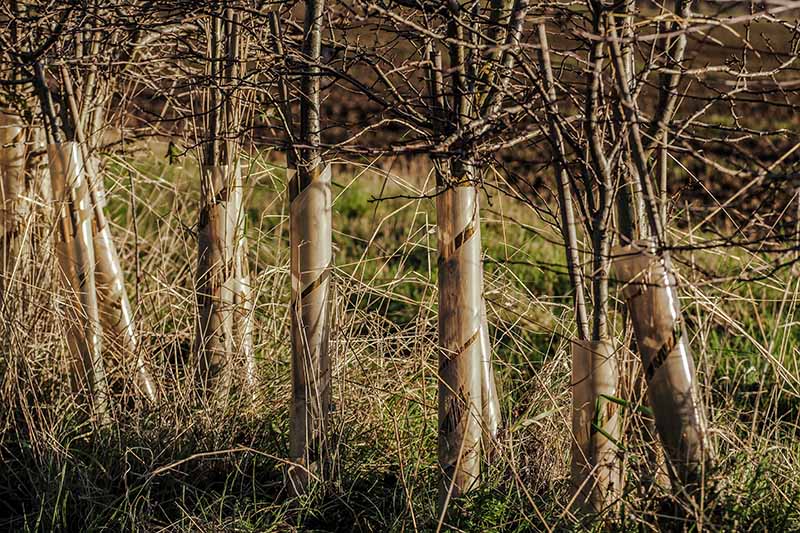 A horizontal image of hawthorns planted as a hedge with plastic stem protectors placed around the trunks.
