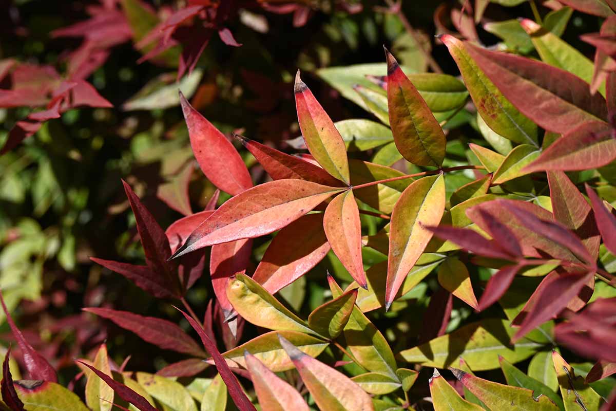 A close up horizontal image of the red and green foliage of heavenly bamboo (Nandina domestica) growing in the garden pictured in light sunshine.