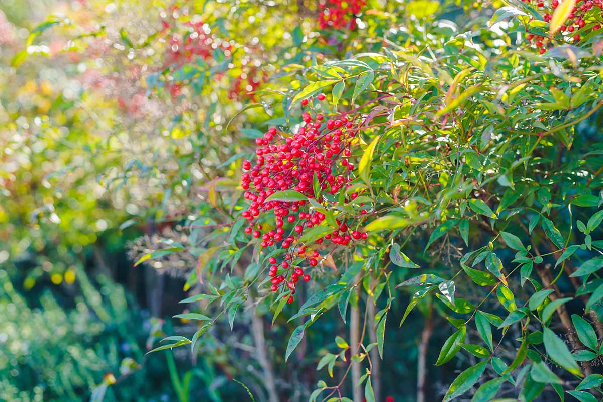 A horizontal image of a heavenly bamboo (Nandina domestica) shrub growing in the garden laden with bright red berries.