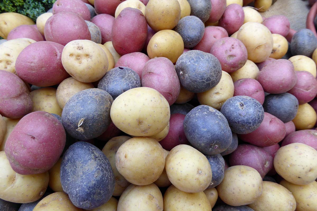 Um lote de batatas novas vermelhas, roxas e douradas recém-colhidas.