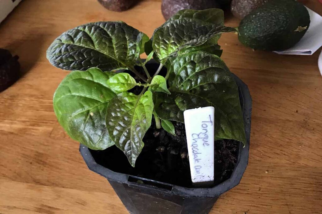 How to Plant and Grow Hot Peppers | Gardener's Path