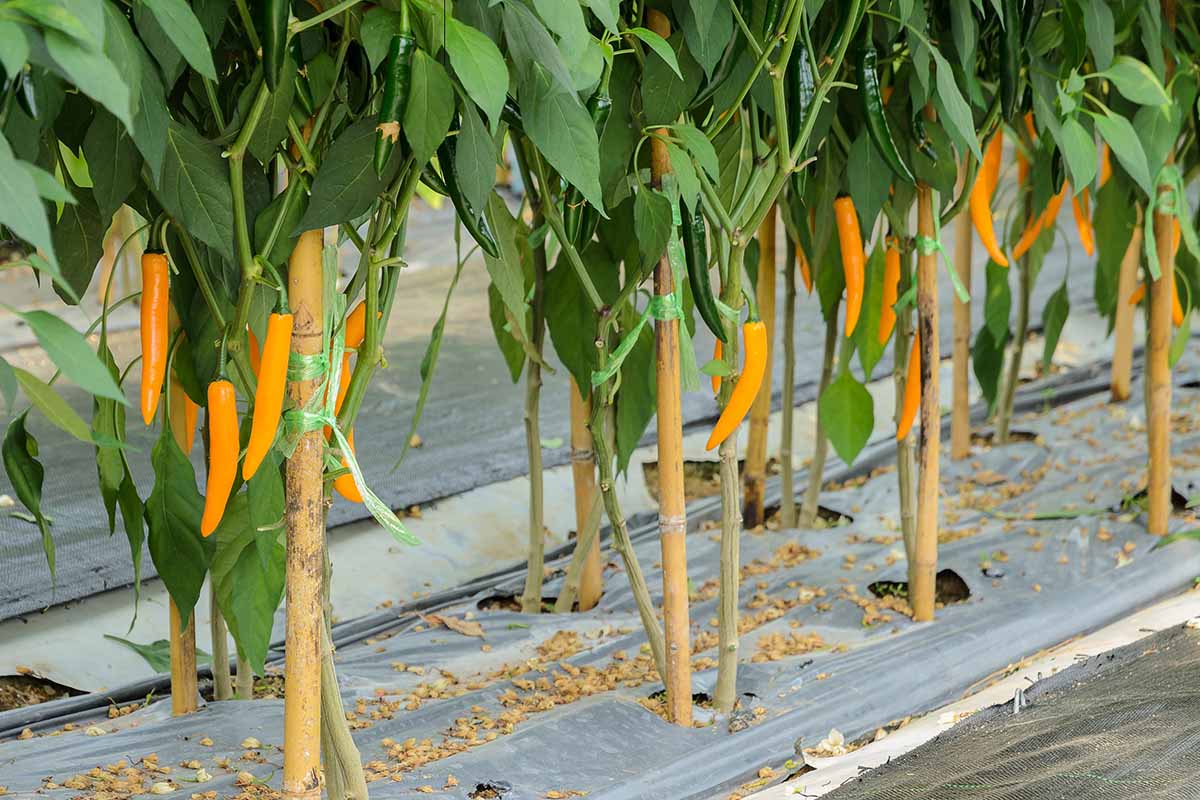 A close up horizontal image of rows of hot pepper plants with orange frults growing in the garden surrounded by plastic mulch.