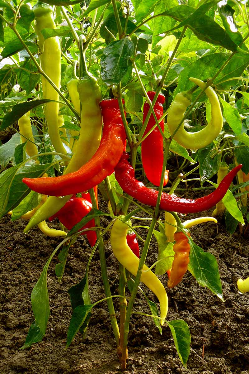 A close up vertical image of hot peppers growing in the vegetable patch.