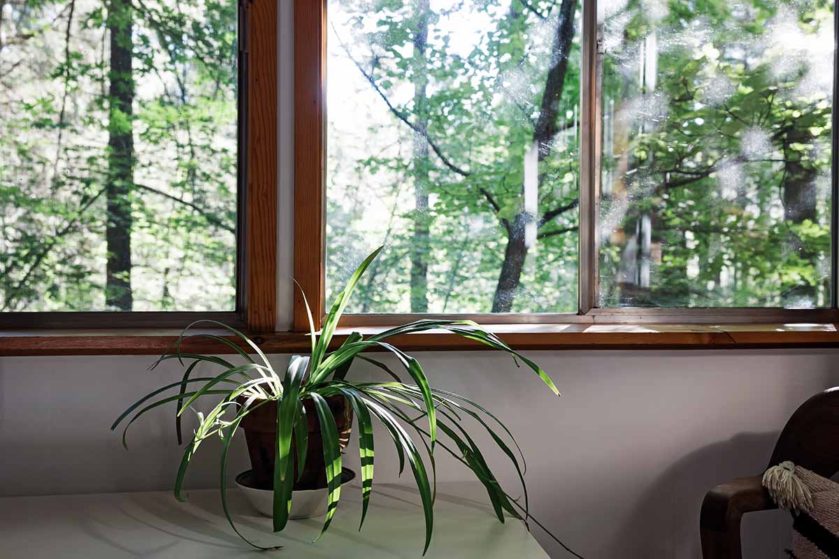 A close up horizontal image of a spider plant growing in a pot on a table near a windowsill.