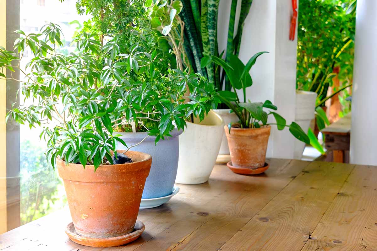 A close up horizontal image of a selection of houseplants on a wooden table with a window in the background.