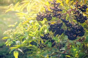 A close up of an elderberry shrub in the autumn sunshine, with large clusters of dark berries surrounded by light green foliage on a soft focus background.