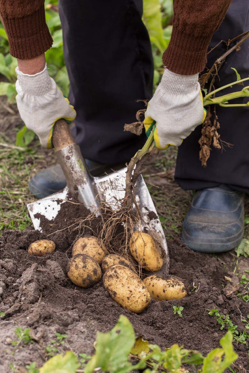 Lower half of a gardener's body digging up and harvesting potatoes.