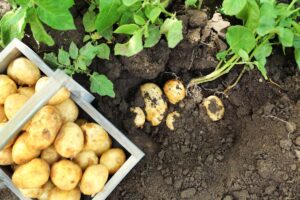 Top-down view of potato plants being harvested from rich garden soil. Two wooden crates full of harvested potatoes also pictured.