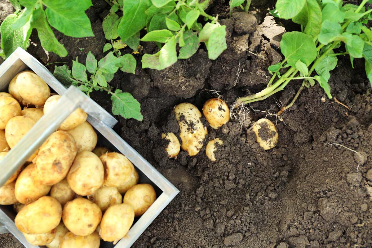 Vista de cima para baixo das plantas de batata sendo colhidas do rico solo do jardim.  Duas caixas de madeira cheias de batatas colhidas também aparecem na foto.