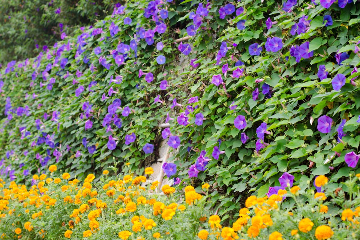 A horizontal image of a large morning glory vine growing on a tall fence with marigolds growing at the bottom.
