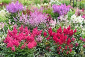 A horizontal image of a colorful garden border featuring astilbe plants in a variety of different shades.