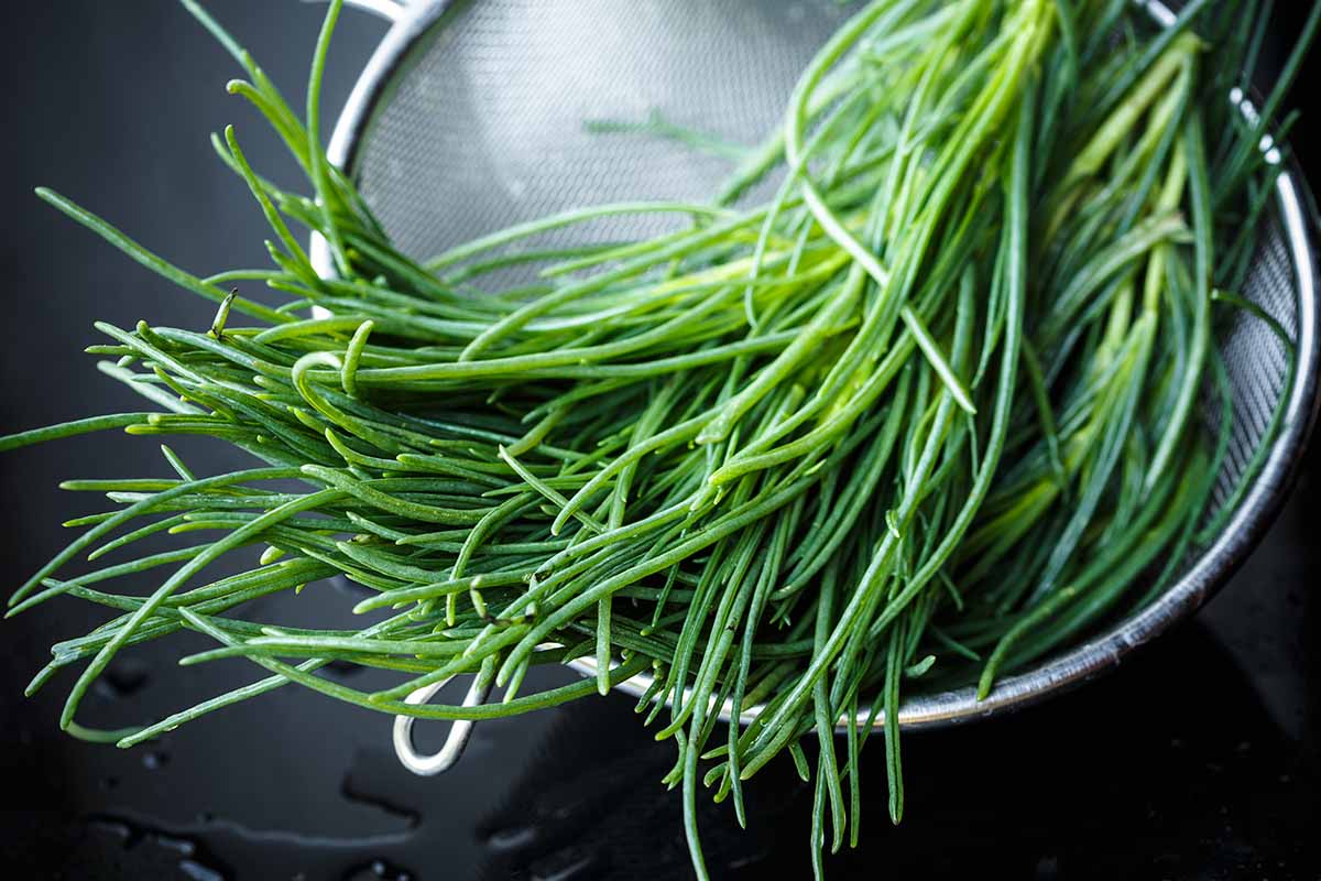 A close up horizontal image of freshly harvested agretti (Salsola soda) in a colander set on a dark surface.