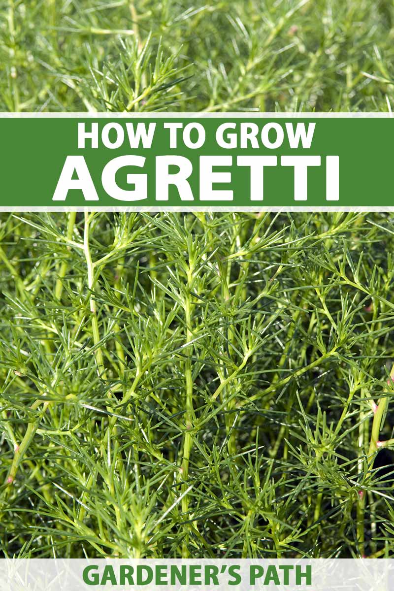 A close up vertical image of agretti (Salsola soda) growing in the garden. To the top and bottom of the frame is green and white printed text.