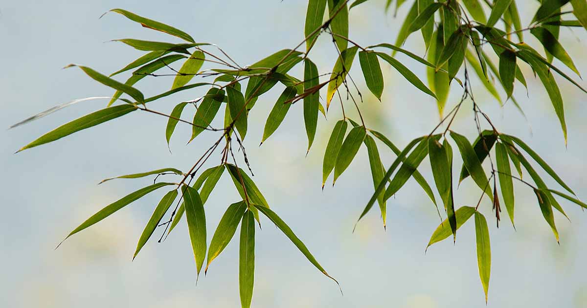5 Reasons Not to Plant Bamboo in Your Yard