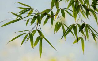 A close up horizontal image of bamboo foliage pictured on a soft focus background.