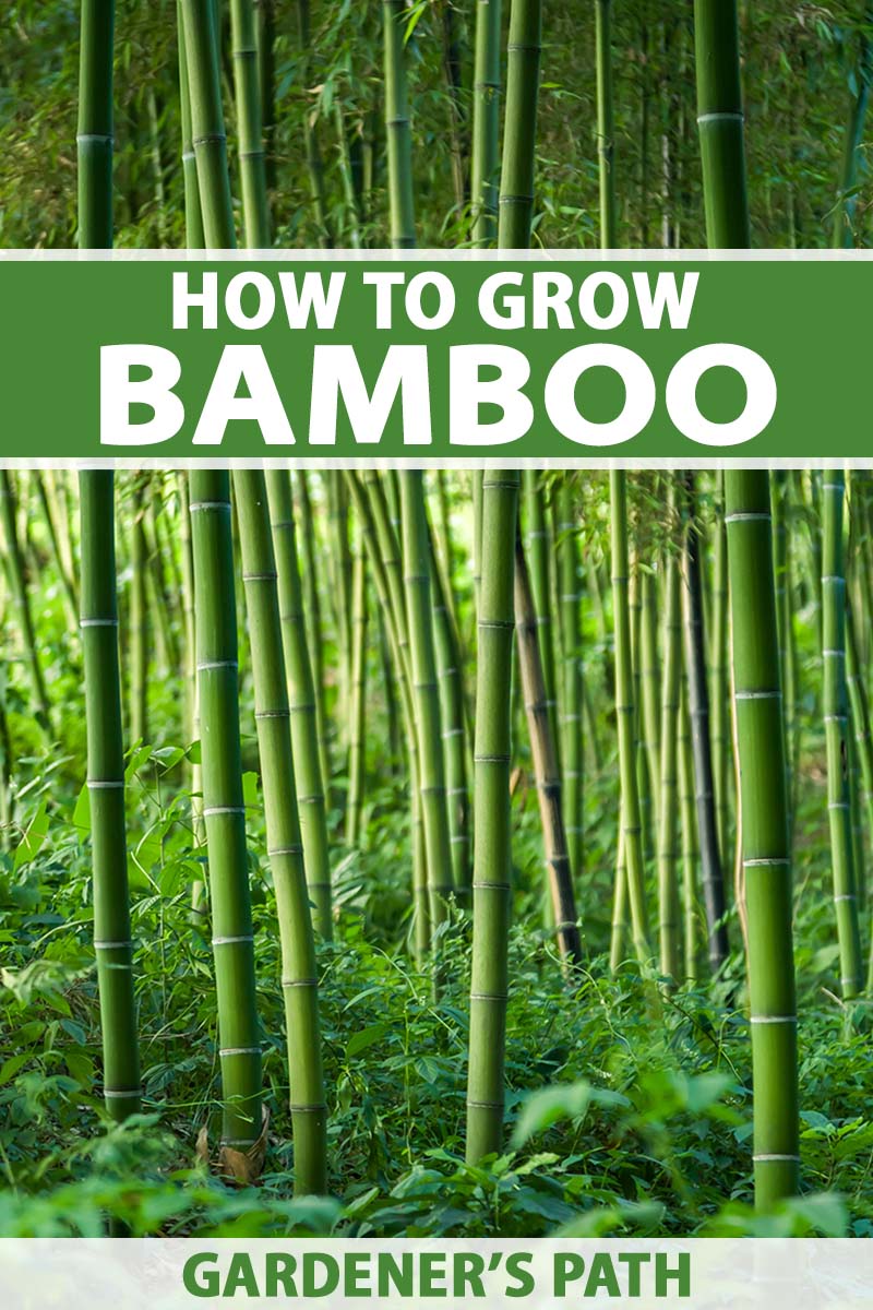 A vertical image of a bamboo grove growing wild. To the top and bottom of the frame is green and white printed text.