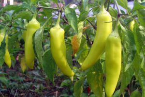 A close up horizontal image of banana peppers growing in the garden, ready for harvest.
