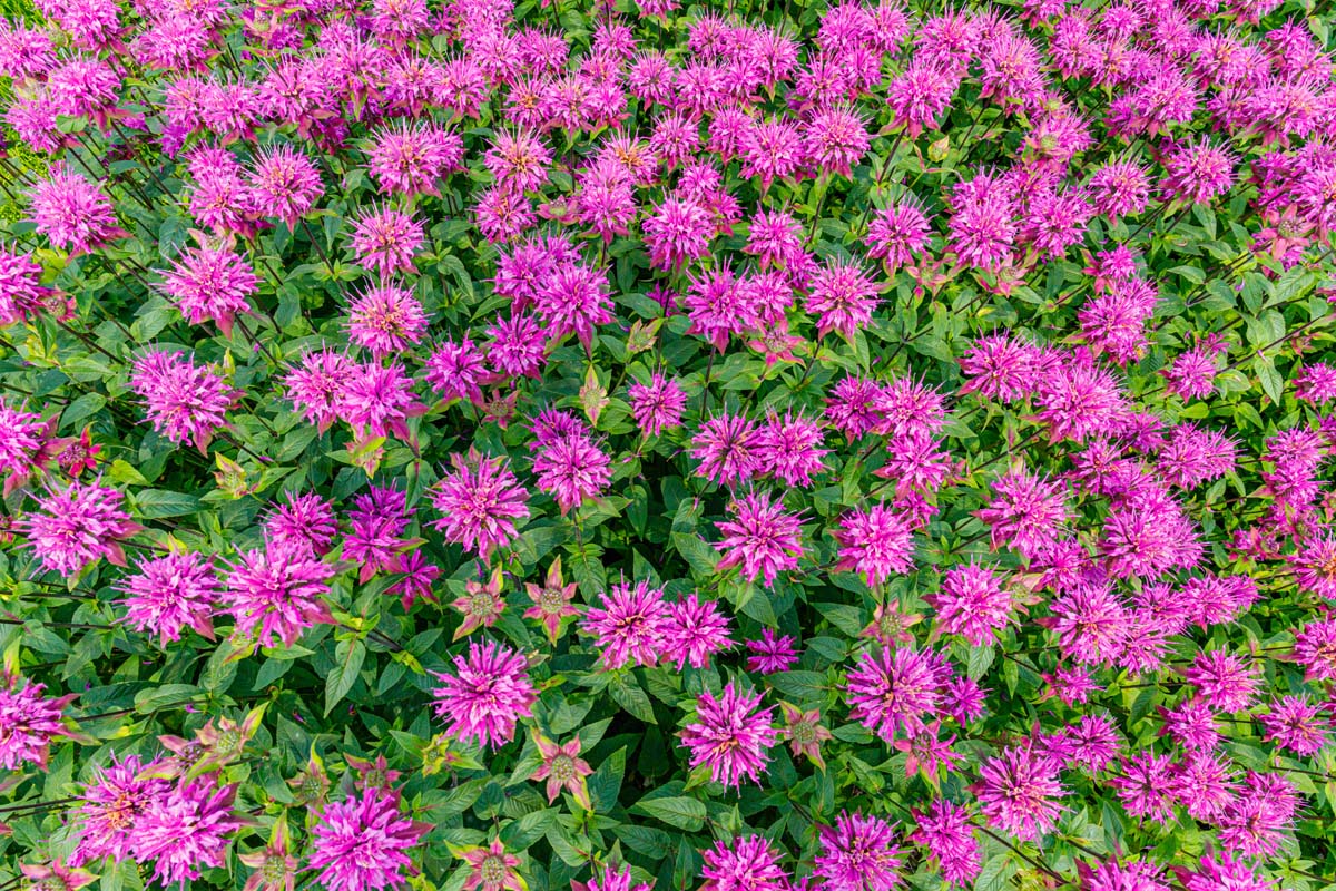 A top down close up of a border planted with bright purple monarda blossoms. The vibrant color contrasting with the dark green foliage in the light sunshine.