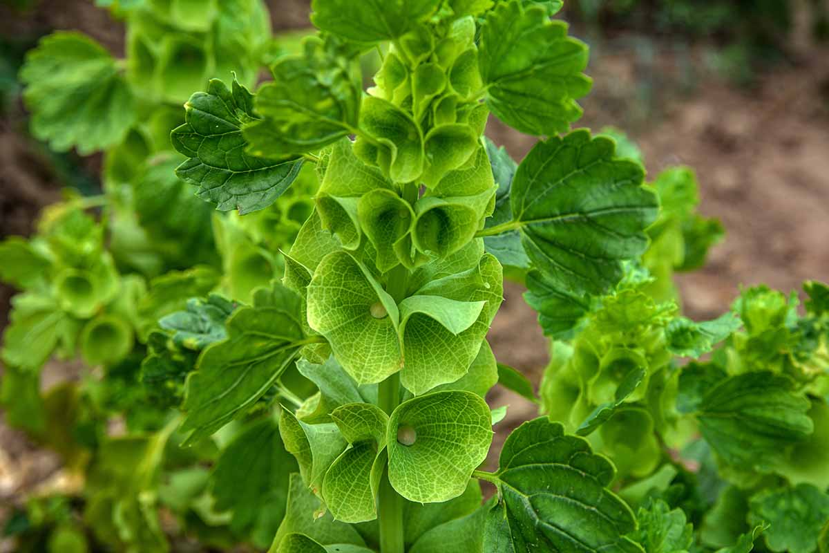 A close up horizontal image of the inflorescence of a bells of Ireland (Molucella laevis) plant growing in the garden pictured on a soft focus background.