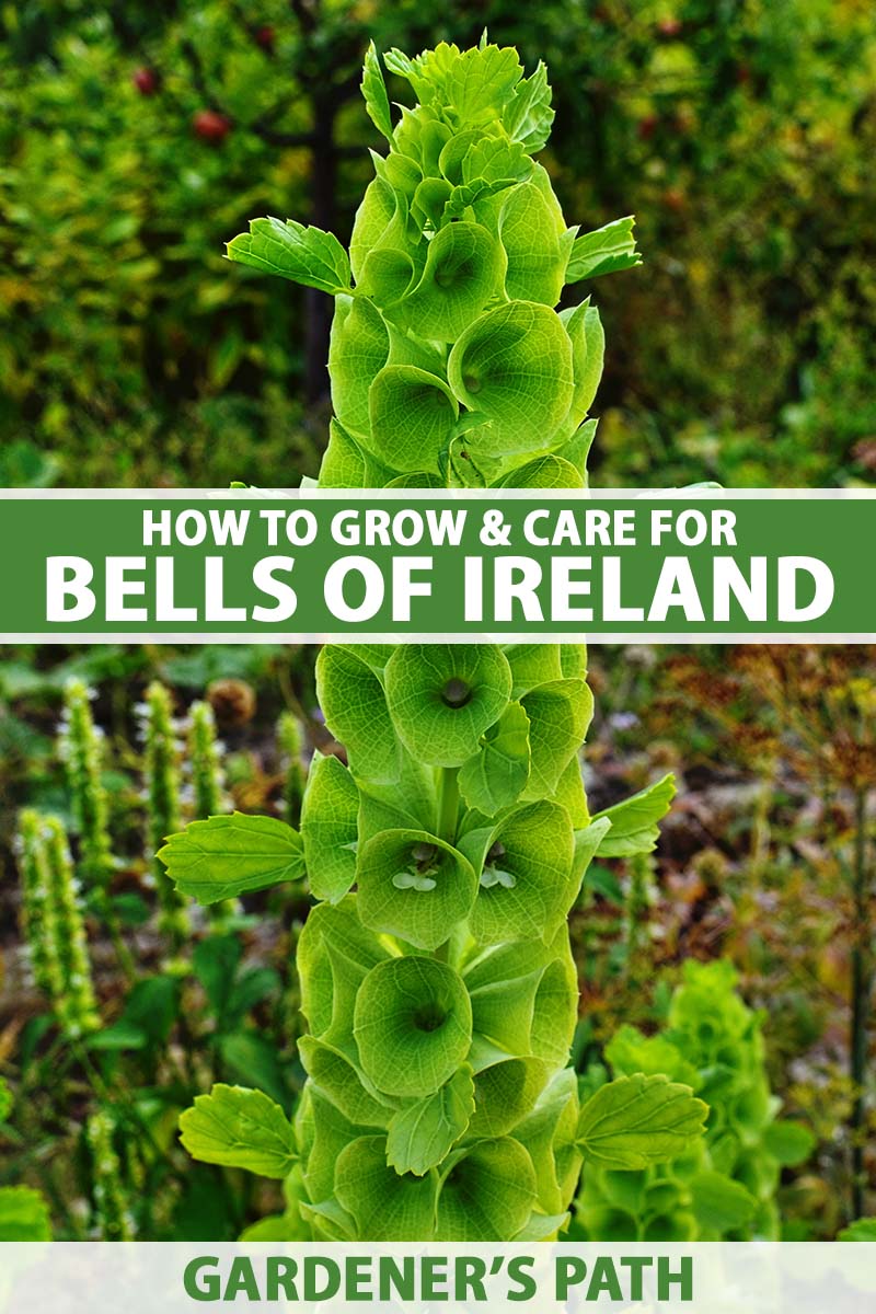 A close up vertical image of the inflorescence of bells of Ireland (Molucella laevis) growing in the garden pictured on a soft focus background. To the center and bottom of the frame is green and white printed text.