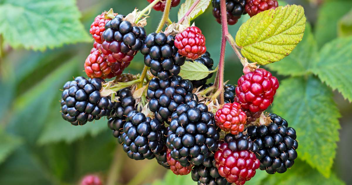 How to Plant and Grow Blackberry Bushes