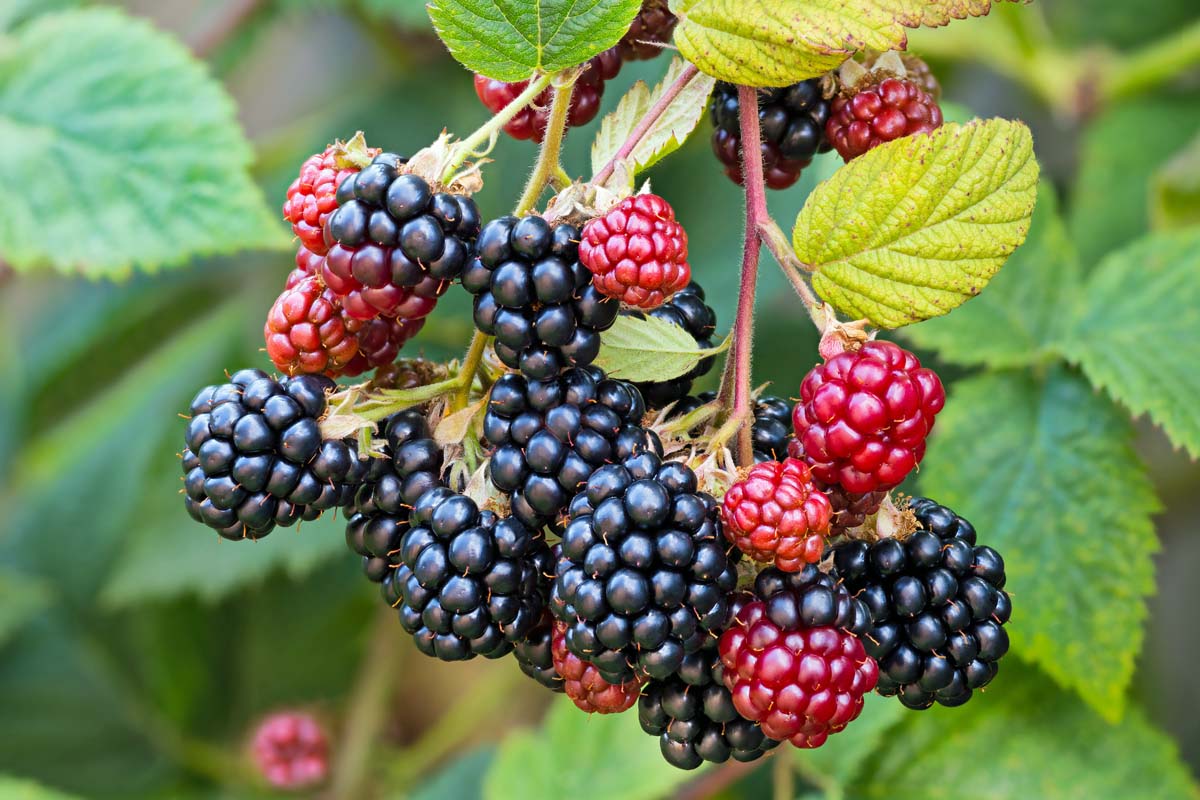 A close-up horizontal image of ripe blackberries growing on the vine.