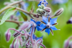 A close up of bright blue borage flowers growing in the garden. In the foreground are small unopened buds in soft focus.
