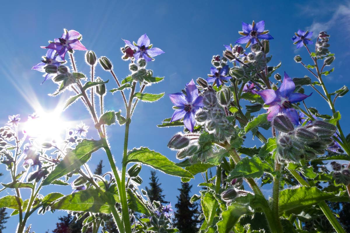 A close up of a mature Borago officinalis plant with delicate blue, star-shaped flowers growing in the garden with blue sky and sunshine in the background.