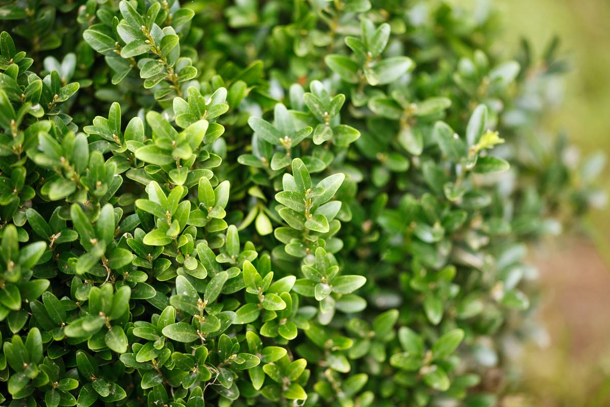 Close up of the leaves of a boxwood Buxus Sempervirens shrub.