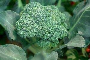 A close up horizontal image of a head of broccoli growing in the garden ready for harvest.