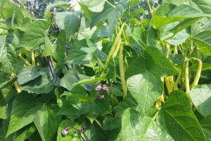 A close up of a bush bean plant growing in the garden, ready for harvest, pictured in sunshine.