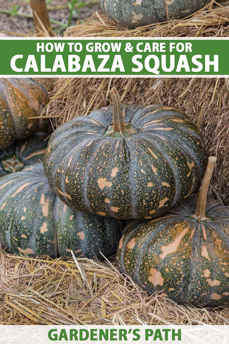 A close up vertical image of green and orange spotted calabaza squash cured and set in a pile on straw bales. To the top and bottom of the frame is green and white printed text.
