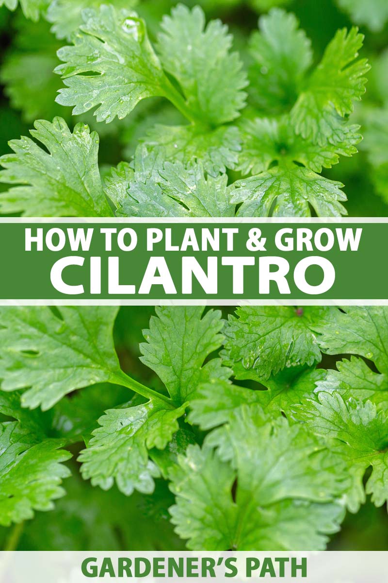 A close up vertical image of cilantro (aka coriander) growing in the garden. To the center and bottom of the frame is green and white printed text.