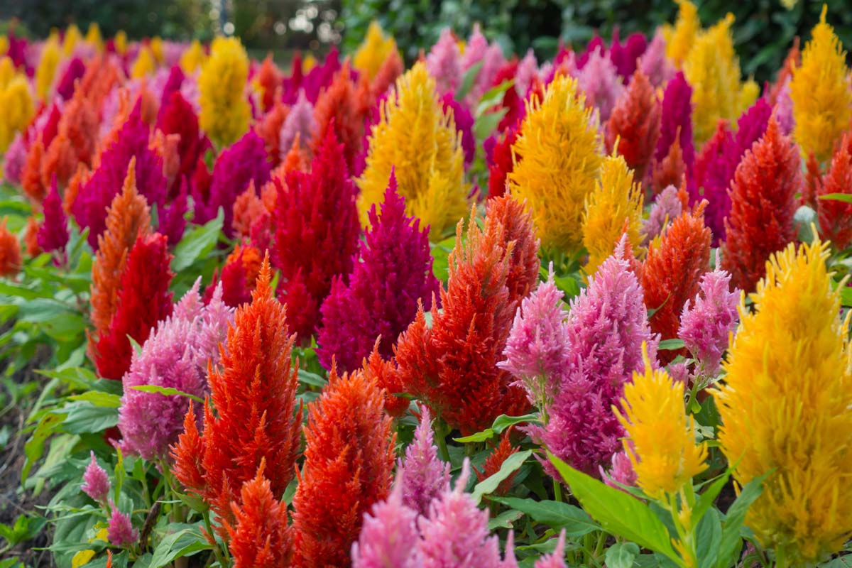 Red, yellow, and pink colored celosia flowers in a mass planting.