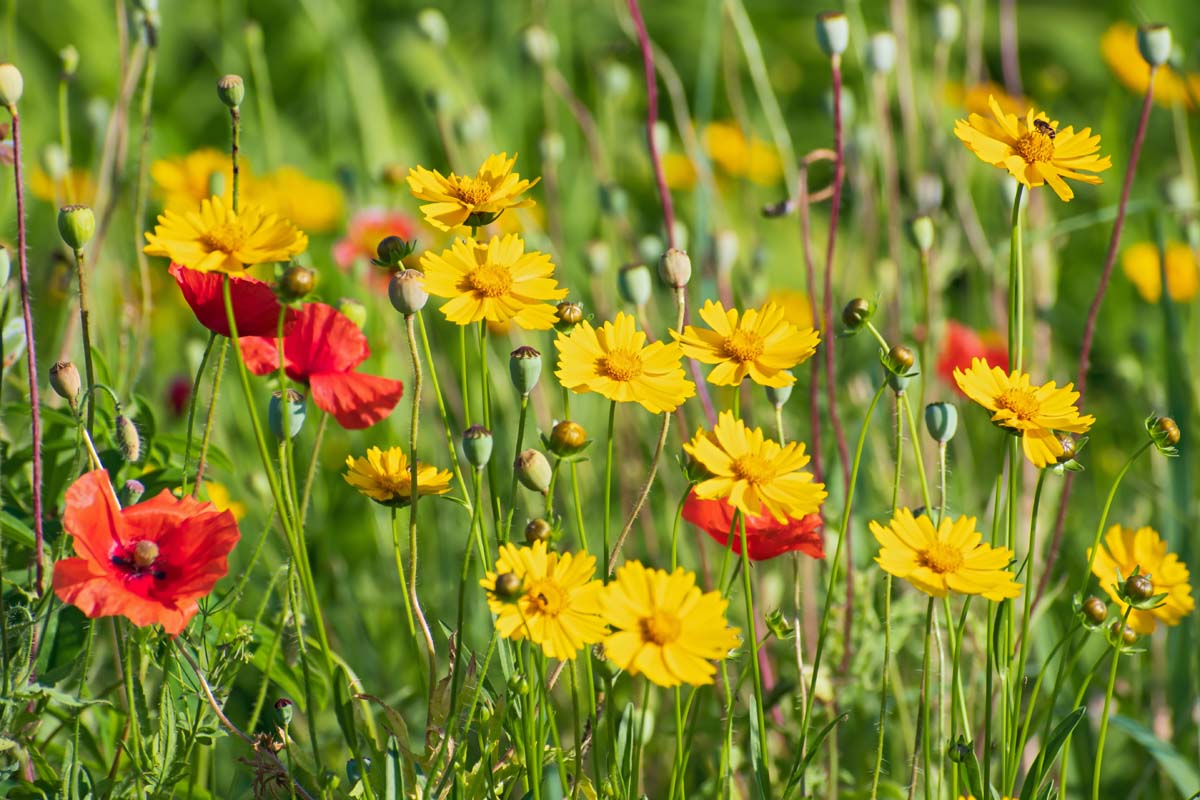 A close up horizontal image of bright yellow coreopsis flowers growing in a wildflower meadow with poppies, pictured in bright sunshine.