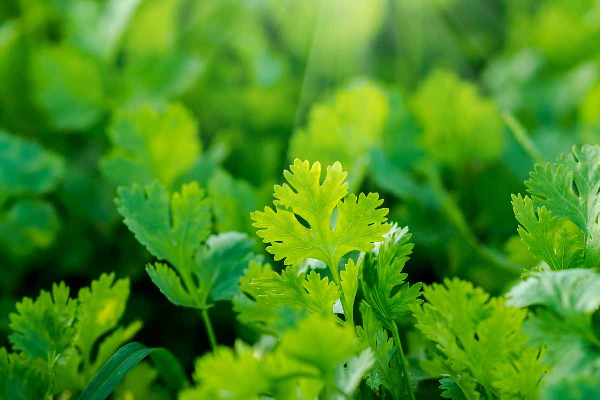 A close up horizontal image of cilantro (coriander) growing in the garden pictured in light evening sunshine.