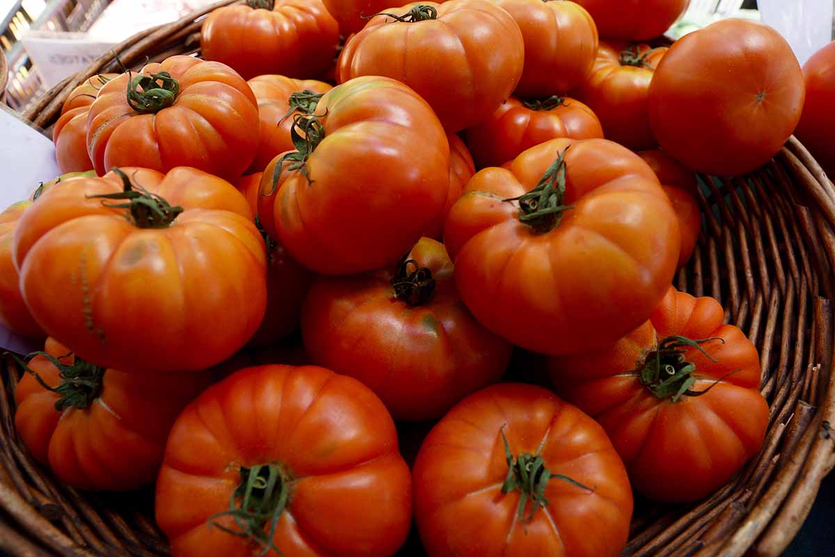 A close up horizontal image of a pile of freshly harvested, ripe red 'Costoluto Genovese' tomatoes in a wicker basket.