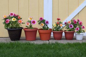 A horizontal image of a row of potted dahlias on a concrete path with a wooden fence in the background.