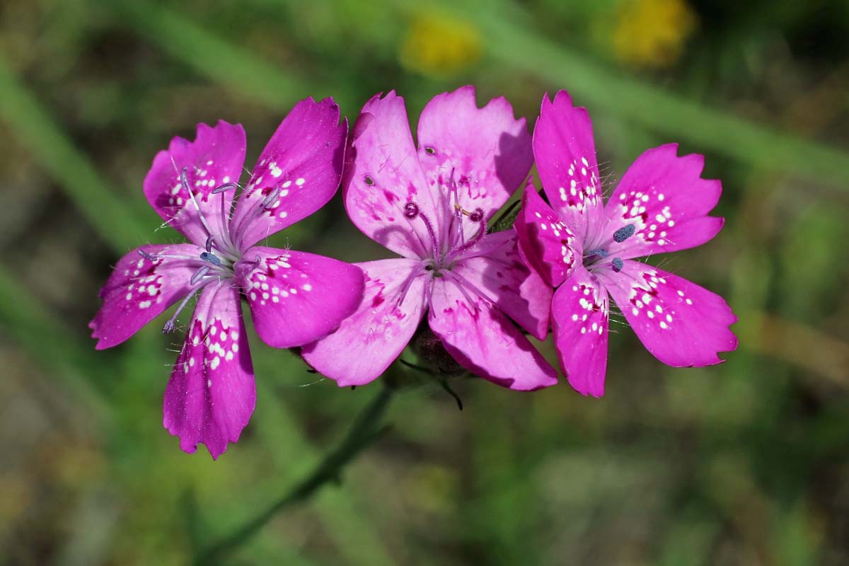 A close up horizontal image of Deptford pinks (Dianthus armeria) growing in the garden pictured on a soft focus background.