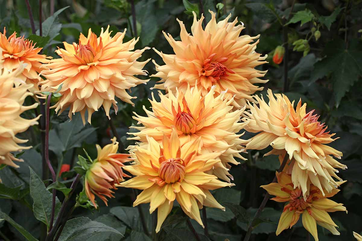 A close up horizontal image of dinnerplate dahlia flowers growing in the garden pictured on a soft focus background.