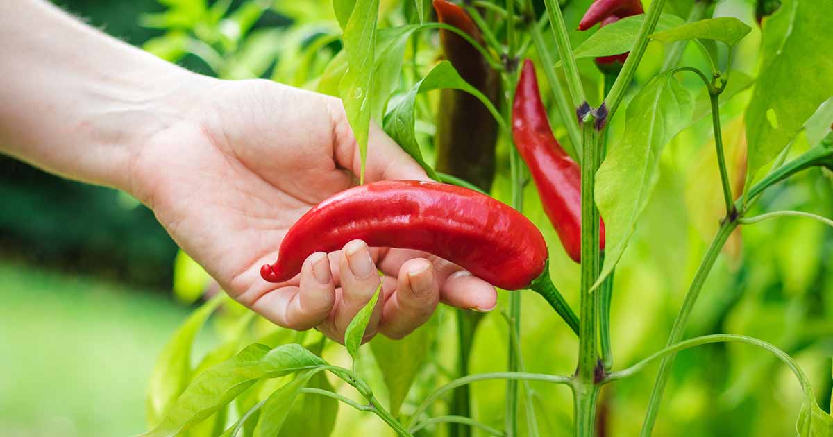 How Plant and Grow Peppers | Gardener's Path